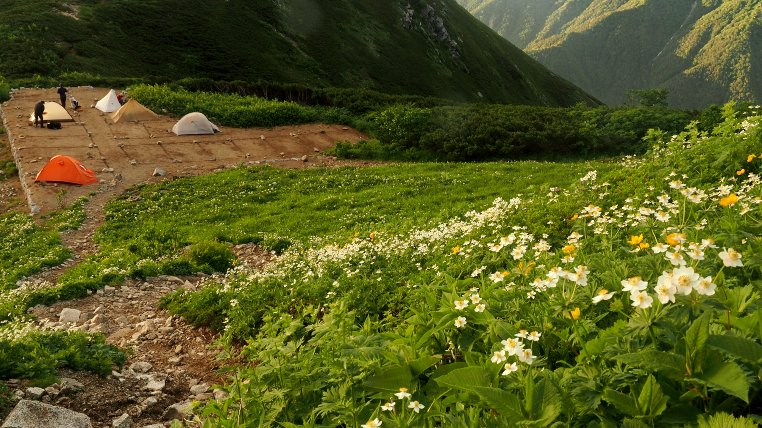 檜尾小屋のテント場はお花畑